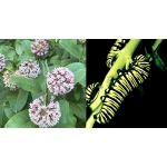 Perennial Milkweed SEED Asclepias syriaca. 